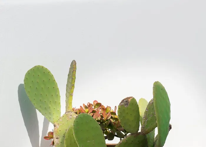 Auntie's * Βούρβουλος